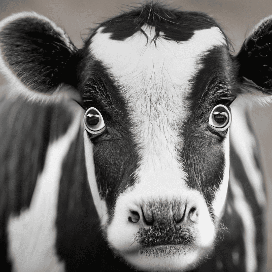 A black and white cow is staring at the camera.